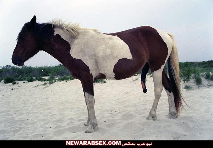 حصان جميل زبره منتصب