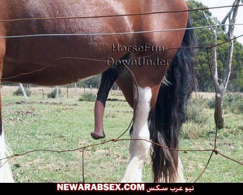 صورة لزبر الحصان