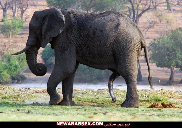 عير فيل طويل